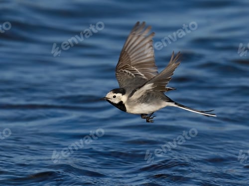 Preview: White wagtail (Motacilla alba)