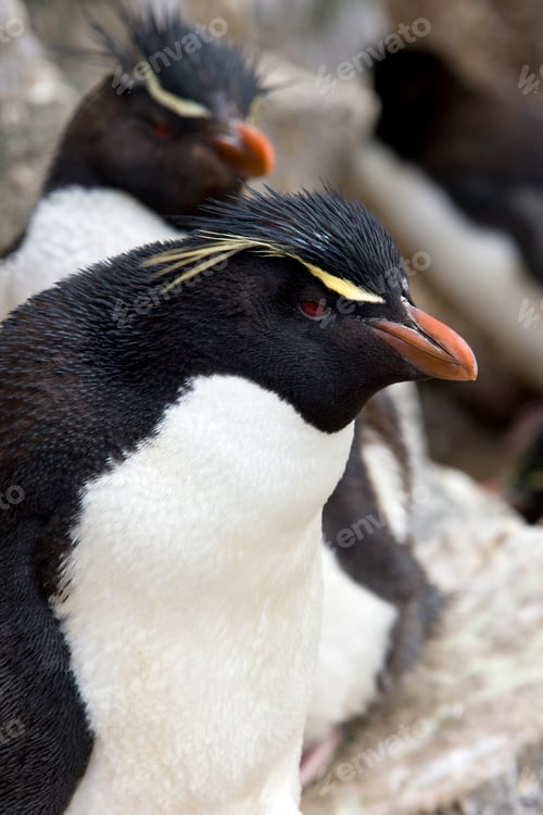 Preview: Rockhopper Penguin on Pebble Island in The Falkland Islands