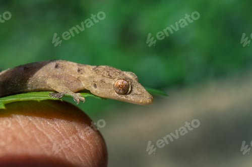 Preview: Selective focus of a common house gecko on a leaf agaisnt a blurred a background