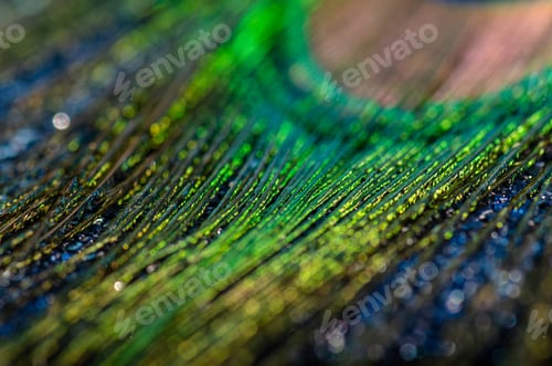 Preview: Peacock feather texture close up, natural background, texture background.