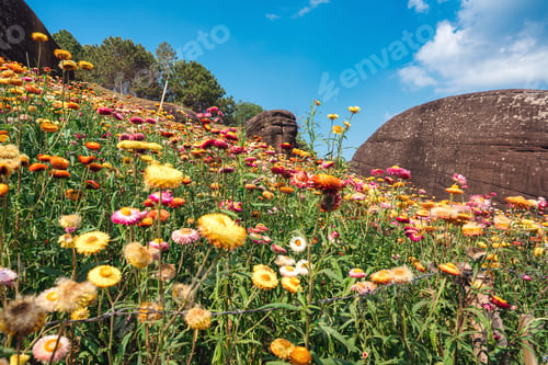 Preview: Colorful strawflower blooming with rocky formation on hill in Phu Hin Rong Kla