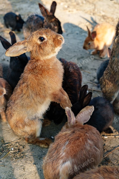Preview: Brown rabbit stands among a group of other rabbits in a sunny outdoor setting