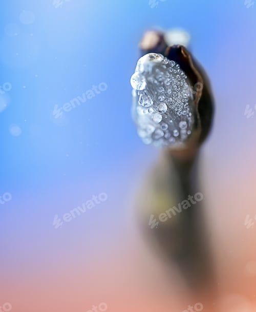 Preview: Macrophotography of a spring willow twig in water droplets