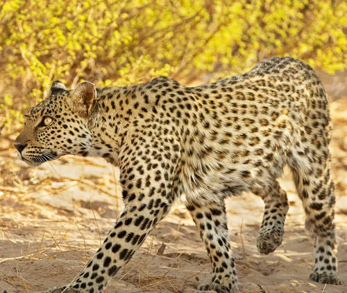 Preview: A Beautiful Wildlife in the World in pictures