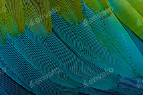 Preview: Red-and-green Macaw, close up on feathers