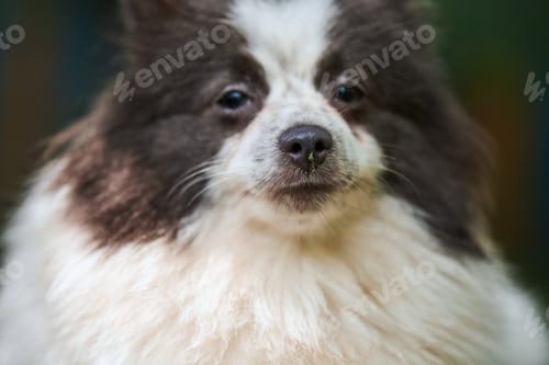 Preview: Pomeranian Spitz dog in garden, close up face portrait