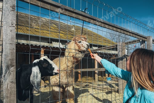Preview: Young woman watching and feeding giraffe in zoo