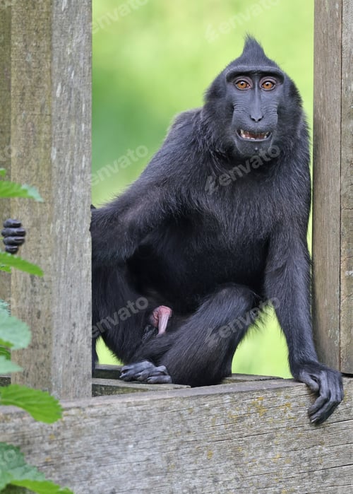 Preview: Crested Macaque (Macaca Nigra) in natural habitat