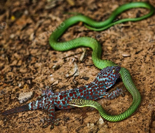 Preview: reptile fight