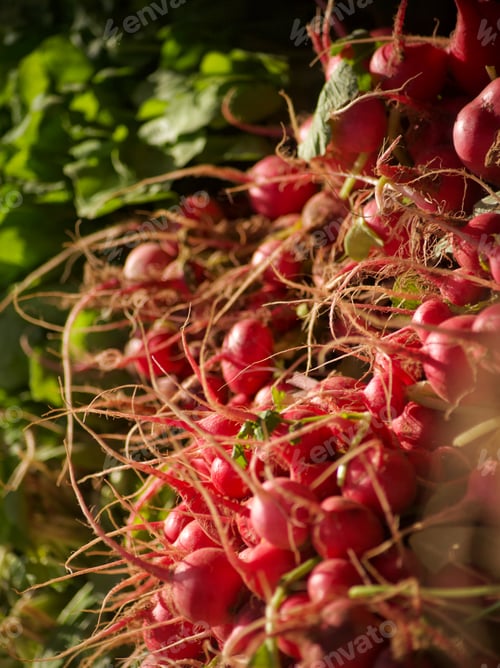 Preview: Red spicy and tasty healthy organically and locally grown farm fresh summer crop radishes in sunlite