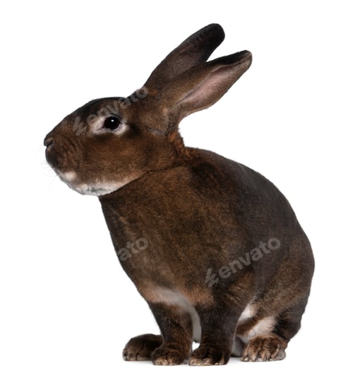 Preview: Castor Rex rabbit in front of white background