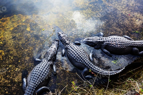 Three Alligators Swimming Together in Murky Water