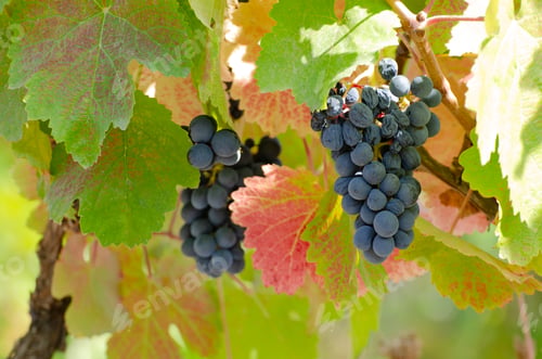 Preview: Blue grape cluster on vine closeup photo