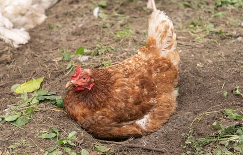 Preview: Brown Hen