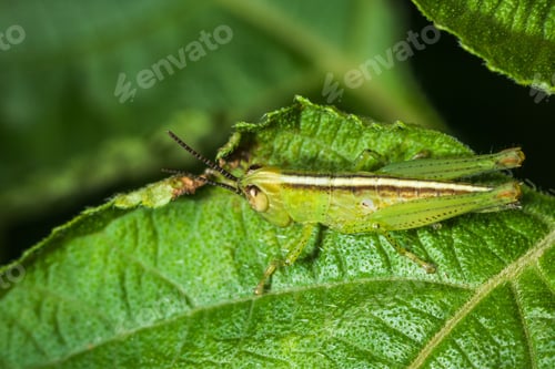 Preview: Close-up macro shot of a small green grasshopper perched atop a lush green leaf