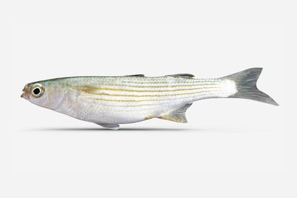 Preview: Detailed Striped Mullet Fish