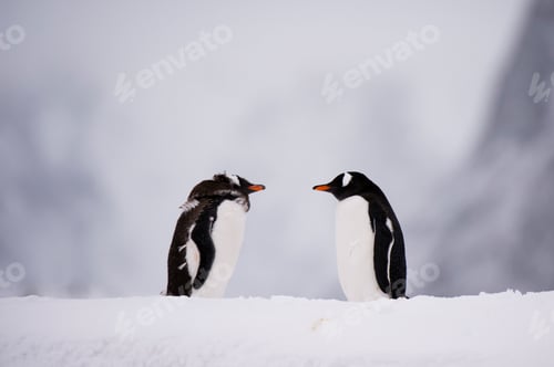 Preview: Two gentoo penguin (Pygoscelis papua) face to face, Petermann Island, Antarctica