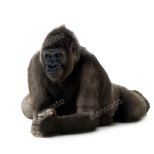 Preview: Young Silverback Gorilla
