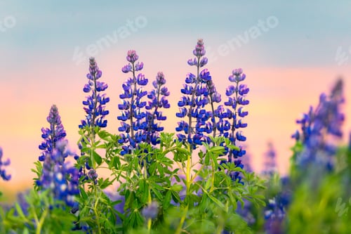 Preview: Colorful purple Lupin flower blooming on colorful sunset sky in early summer