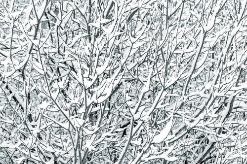 Preview: Tree branches covered with fresh snow in winter
