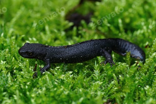 Preview: Closeup on a dark colored male European alpine newt, Ichthyosaura alpestris sitting on green moss