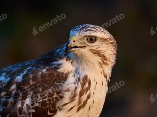 Preview: Common buzzard (Buteo buteo)