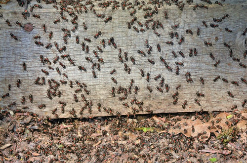 Preview: swarm of ants