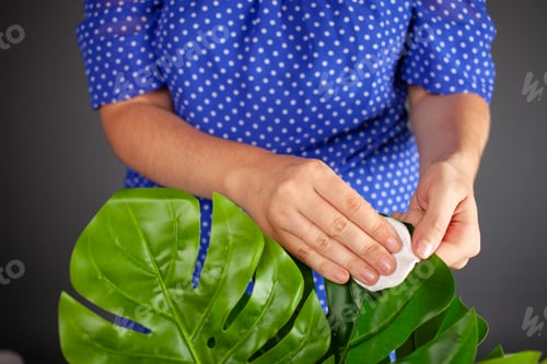 Preview: Caring for a houseplant. Monstera deliciosa on a gray background. Watering the flower, taking care