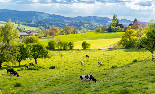 Preview: A herd of cows graze on a hill with a meadow and trees