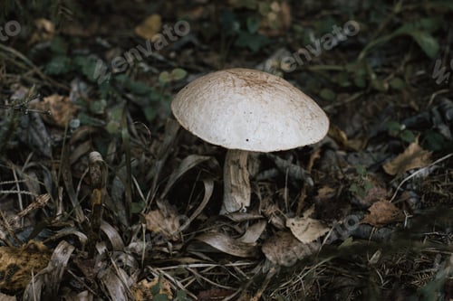 Preview: Mushroom boletus in foliage