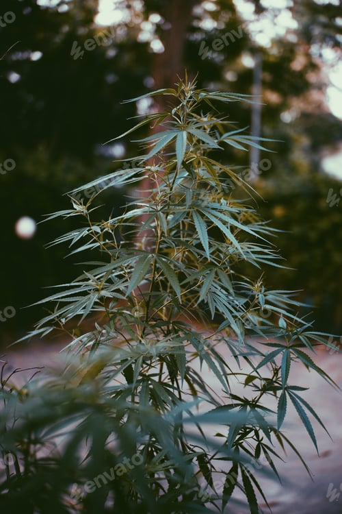 Preview: Green marijuana, hemp leaves. Cannabis high quality. Thematic photo to treat patients and drugs agai