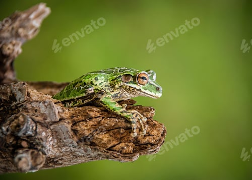 Preview: Amphibious green frog perched on a branch in a lush rainforest environment.