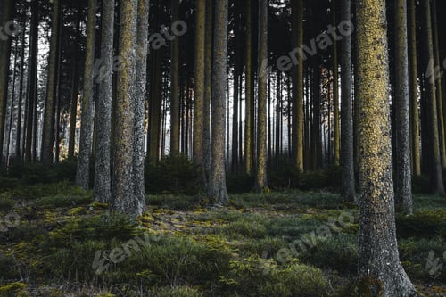 Preview: darkness, forest, horror, spooky