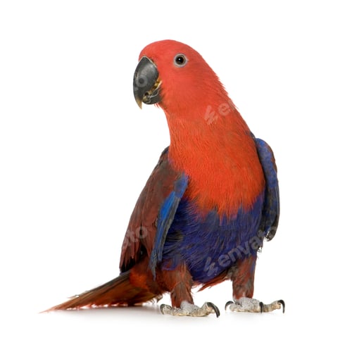 Preview: Eclectus Parrot - Eclectus roratus (1 years)