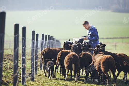 Preview: Sunny morning on the rural farm