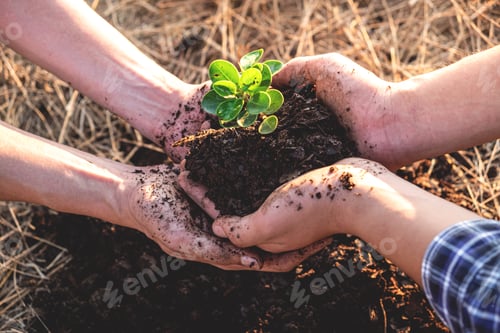 Preview: Hand of people helping plant the seedlings tree to preserve natural environment while working save