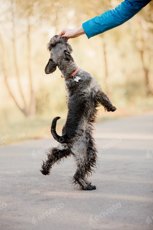 Preview: Miniature Schnauzer dog in park. Autumn. Fall season