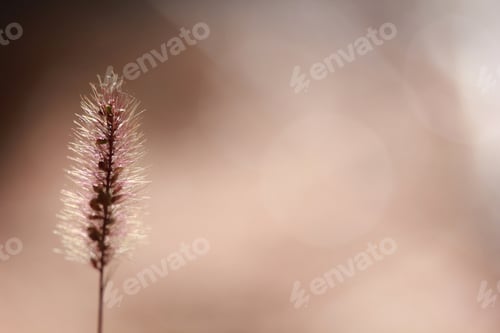 Preview: Plant background
