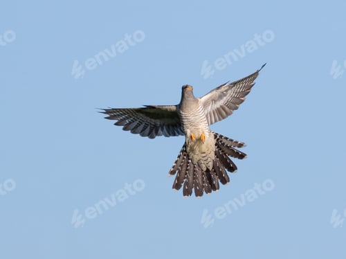 Preview: Common cuckoo, Cuculus canorus. A bird flies against a blue sky