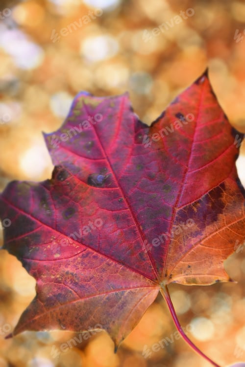 Preview: leaf