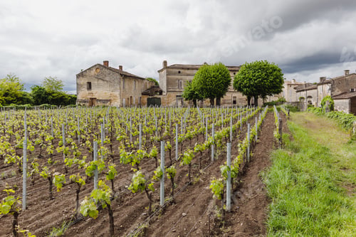 Preview: Wine and vineyards around the world - France