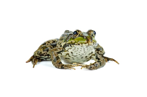 Preview: Common green frog isolated on white background