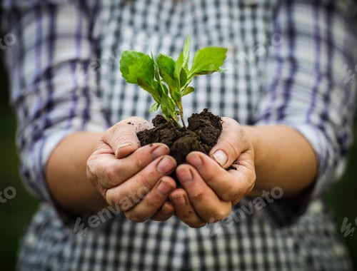 Preview: Woman holding a green young plant in her hands