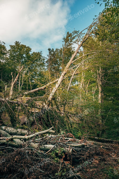 Preview: Devastated forest landscape after severe summer storm