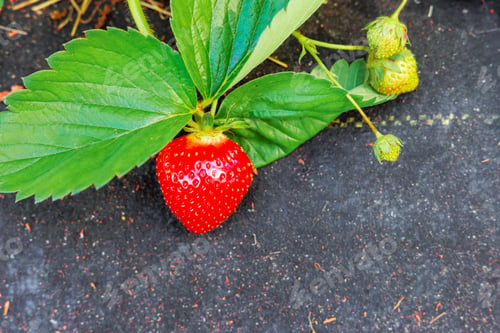 Preview: Strawberry plants ripening in a field garden on an agricultural property