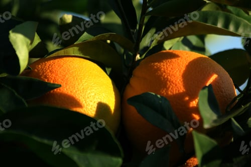 Preview: Orange fruits in green leaves close up.
