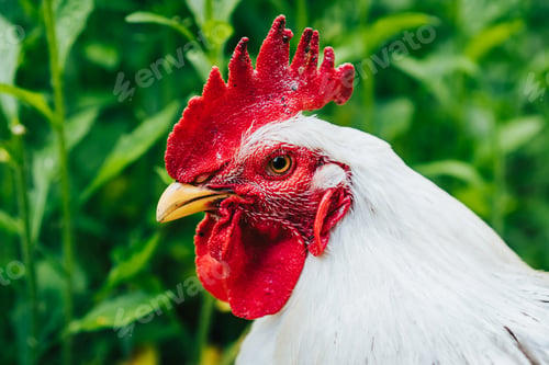 Preview: Beautiful closeup portrait of white cock on home farm. Housekeeping organic agriculture concept.