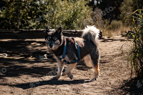 Preview: Husky dog in a forest