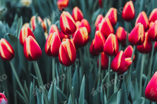 Preview: Beautiful red tulips are blooming in the garden
