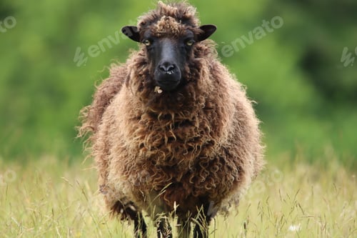 Preview: Close-Up of a Brown Sheep Standing in a Meadow on a Sunny Day